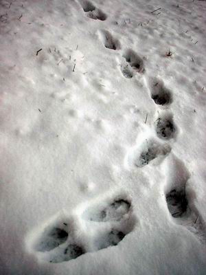r_lapin1.JPG